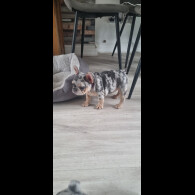 French Bulldog - Both
