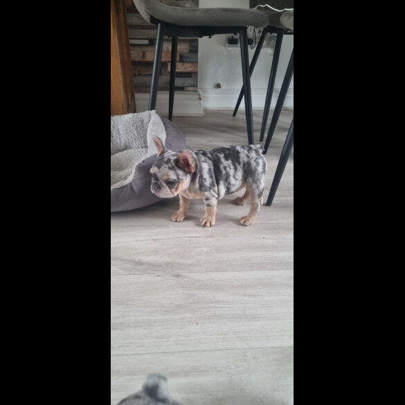 French Bulldog - Both