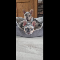 French Bulldog - Both