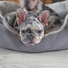 French Bulldog - Both