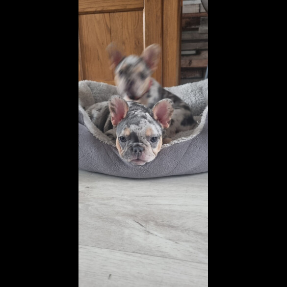 French Bulldog - Both