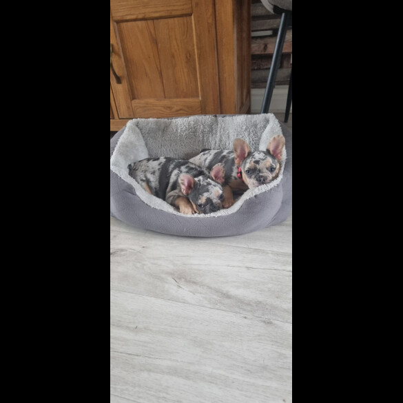French Bulldog - Both