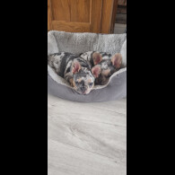 French Bulldog - Both