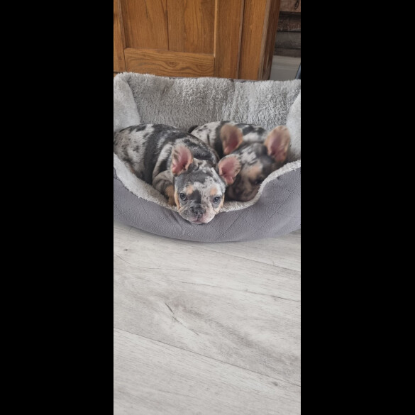 French Bulldog - Both