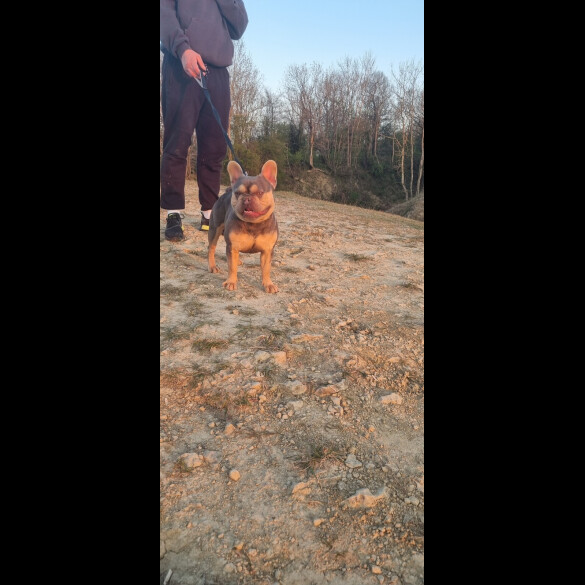 French Bulldog - Both