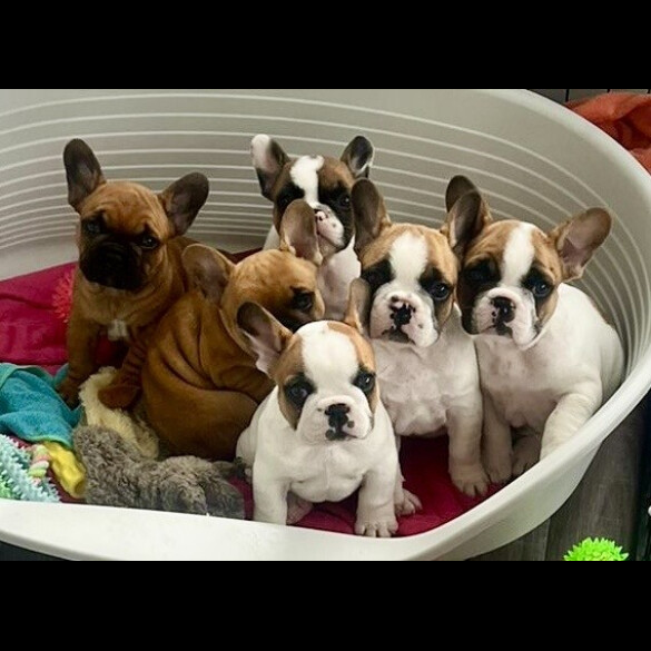 French Bulldog - Both