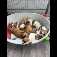 French Bulldog - Both