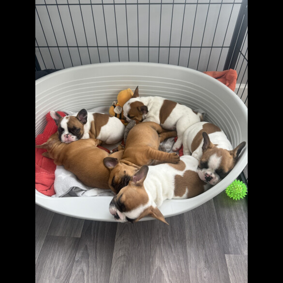 French Bulldog - Both