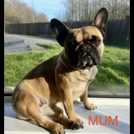 French Bulldog - Both