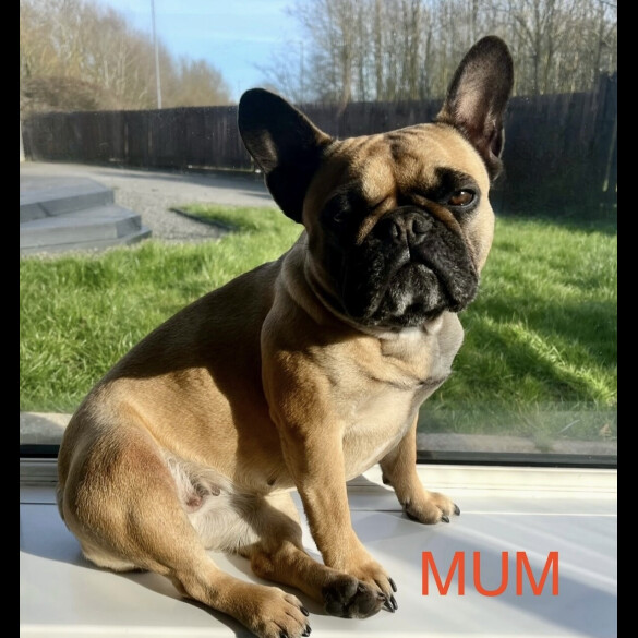 French Bulldog - Both
