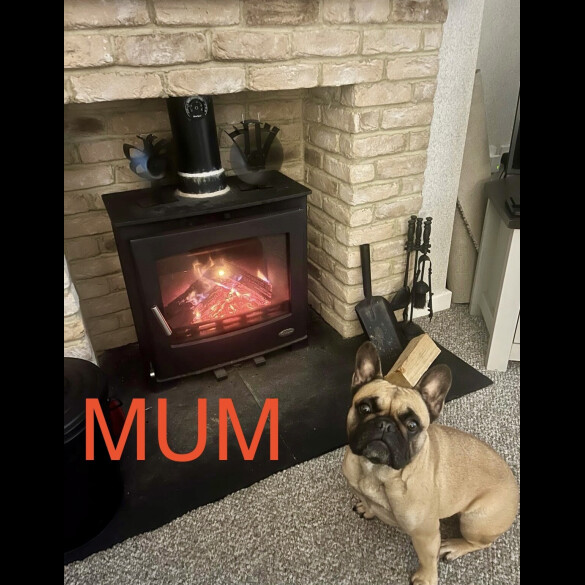 French Bulldog - Both