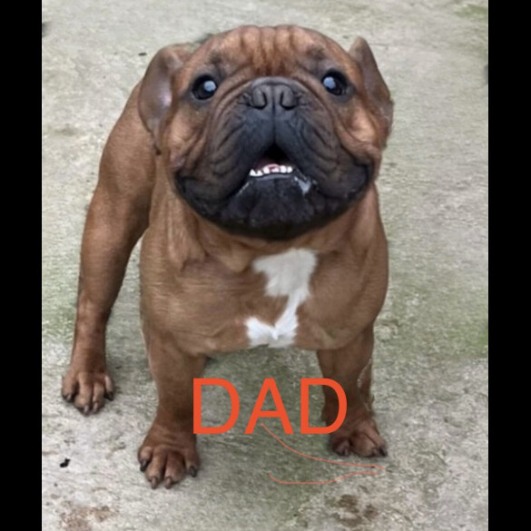 French Bulldog - Both