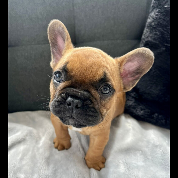 French Bulldog - Both