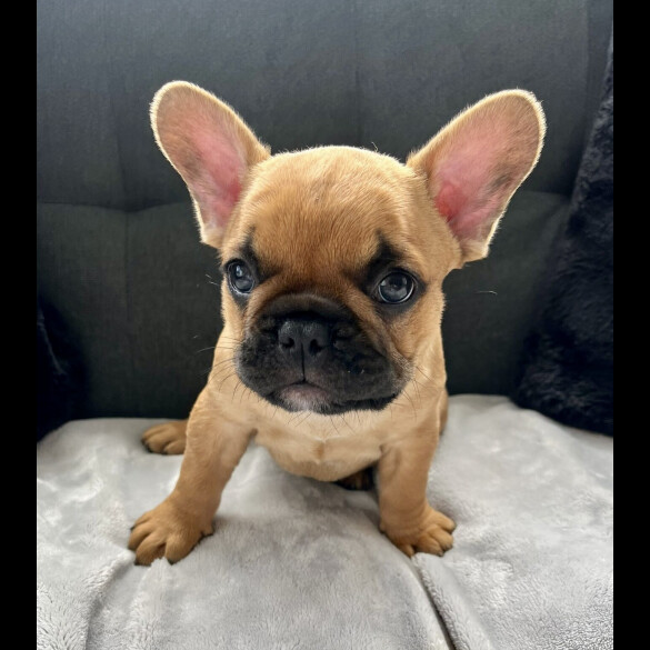 French Bulldog - Both