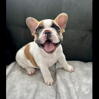 French Bulldog - Both
