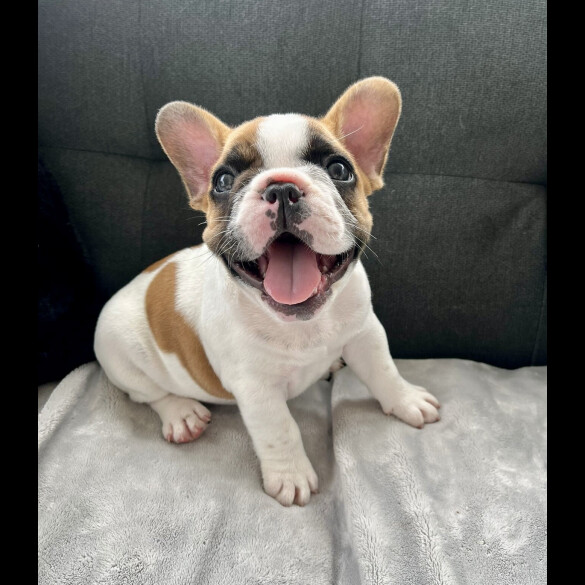 French Bulldog - Both