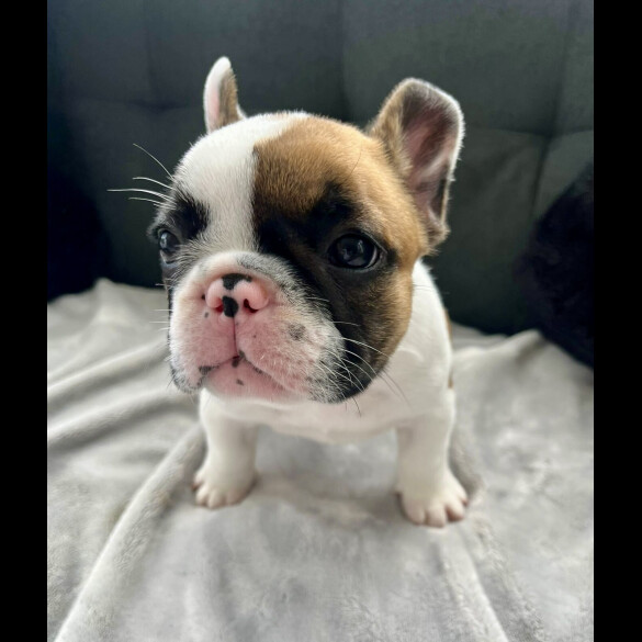 French Bulldog - Both