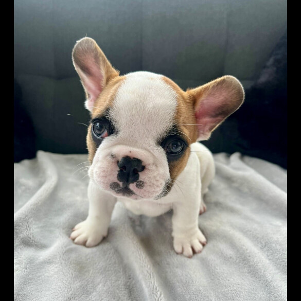 French Bulldog - Both