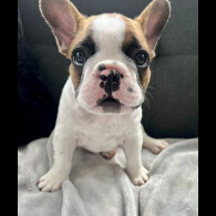 French Bulldog - Both