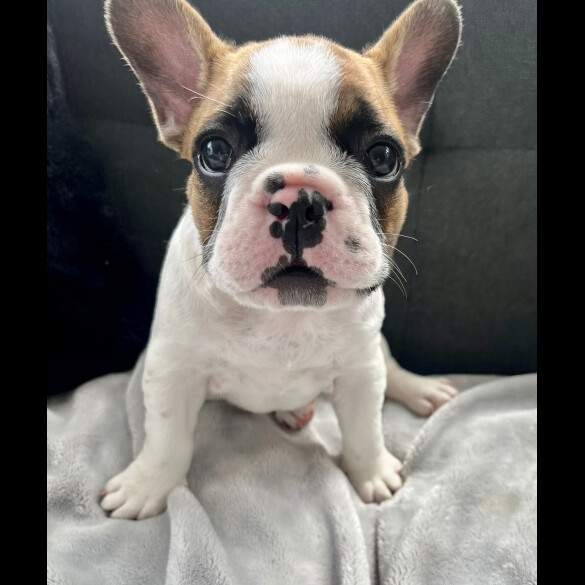 French Bulldog - Both