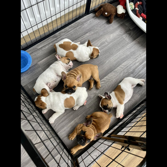 French Bulldog - Both