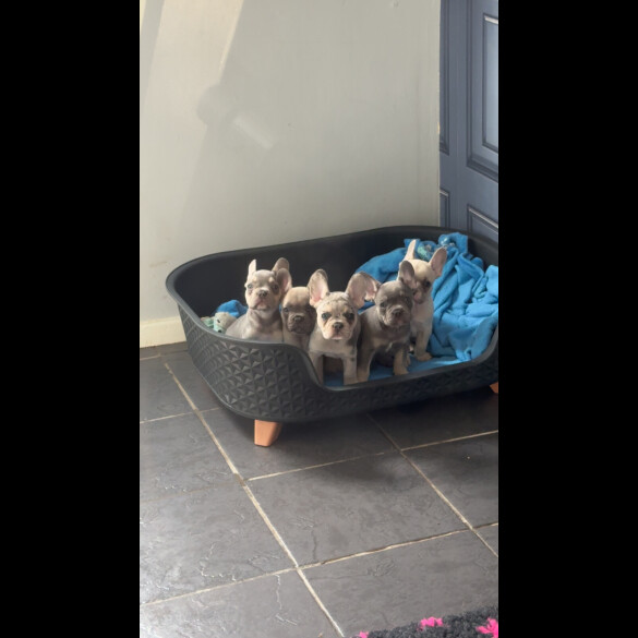 French Bulldog - Both