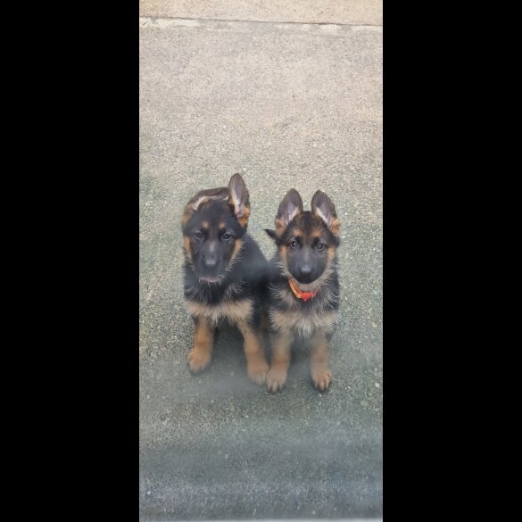German Shepherd (Alsatian) - Bitches
