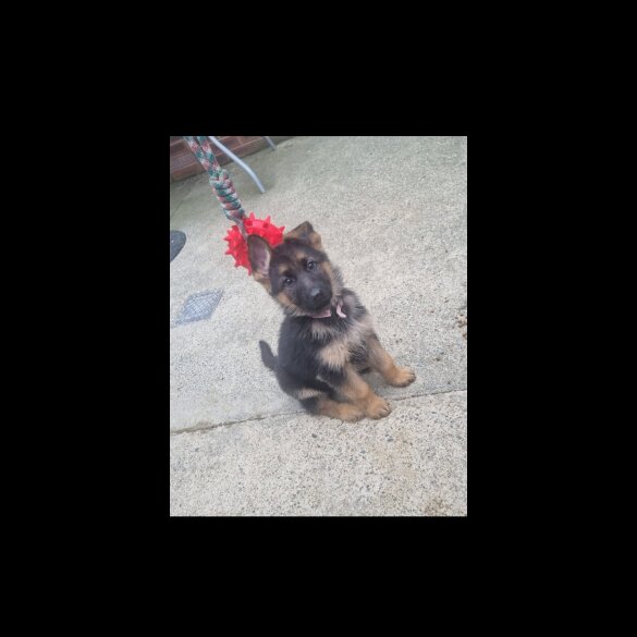 German Shepherd (Alsatian) - Bitches