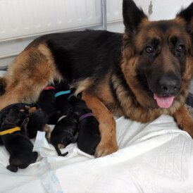 German Shepherd (Alsatian) - Both