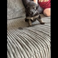 German Shepherd (Alsatian) - Both