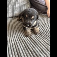German Shepherd (Alsatian) - Both