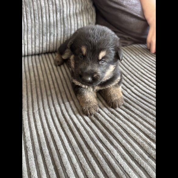 German Shepherd (Alsatian) - Both