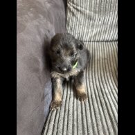 German Shepherd (Alsatian) - Both