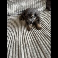 German Shepherd (Alsatian) - Both