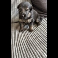 German Shepherd (Alsatian) - Both