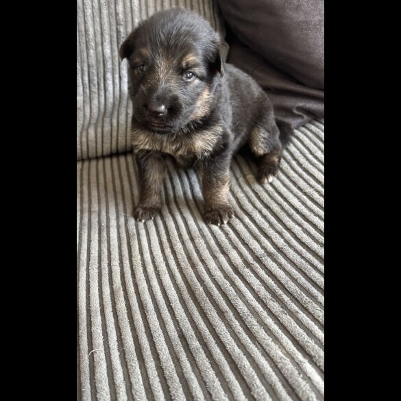 German Shepherd (Alsatian) - Both