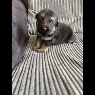 German Shepherd (Alsatian) - Both