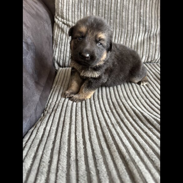 German Shepherd (Alsatian) - Both