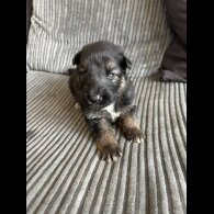German Shepherd (Alsatian) - Both