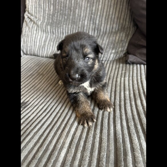 German Shepherd (Alsatian) - Both