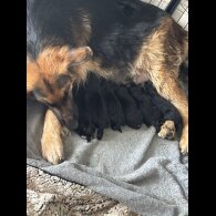 German Shepherd (Alsatian) - Both