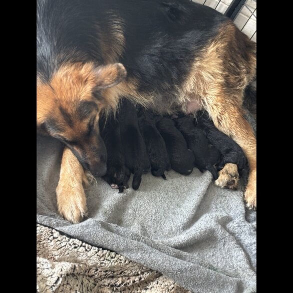German Shepherd (Alsatian) - Both