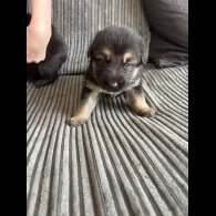 German Shepherd (Alsatian) - Both