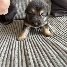 German Shepherd (Alsatian) - Both
