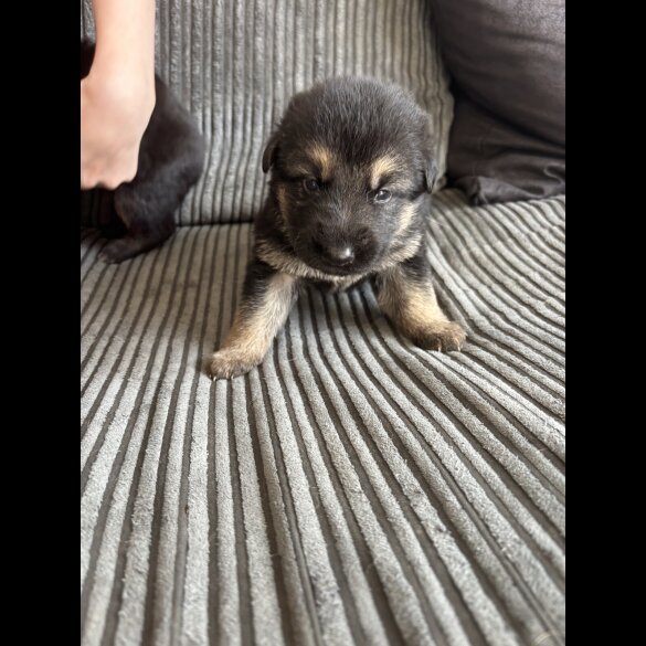 German Shepherd (Alsatian) - Both