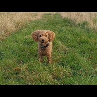 Maltipoo - Both