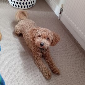 Maltipoo - Both