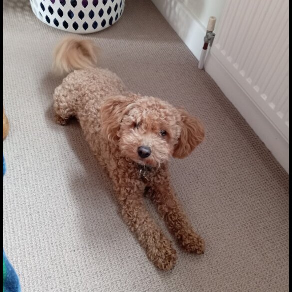 Maltipoo - Both
