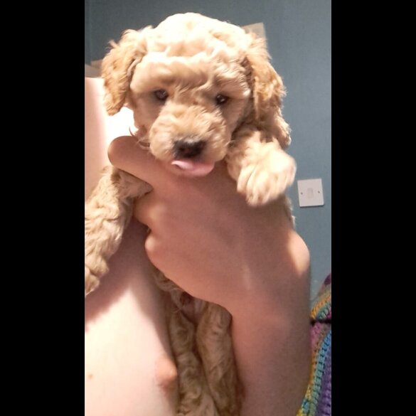 Maltipoo - Both
