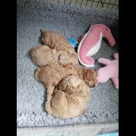 Maltipoo - Both